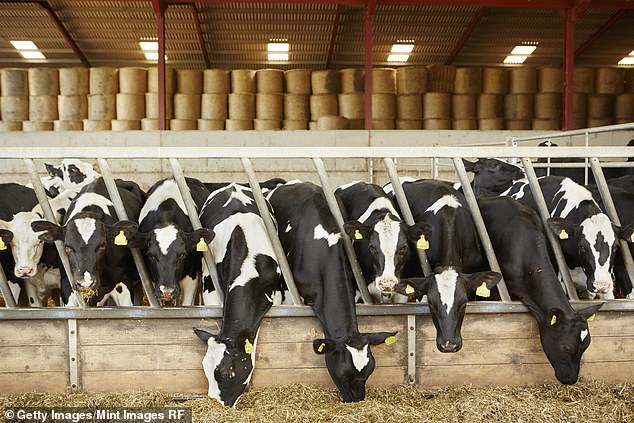 A row of cattle feeding on hay in an open barn on a farm