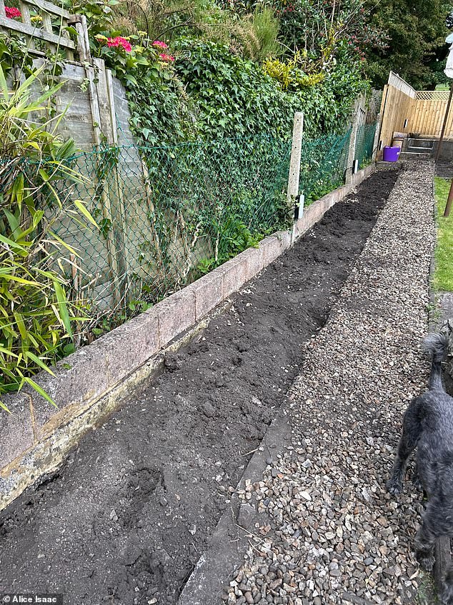 In an attempt to quell the issue, Alice has cleared a patch of land where her garden meets that of her neighbour - but she has not been able to get rid of the plant