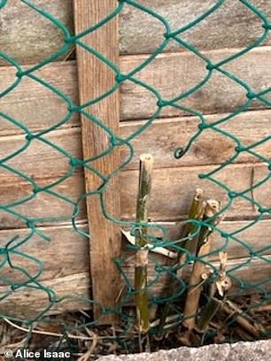 Bamboo grows through Alice Isaac's garden fence