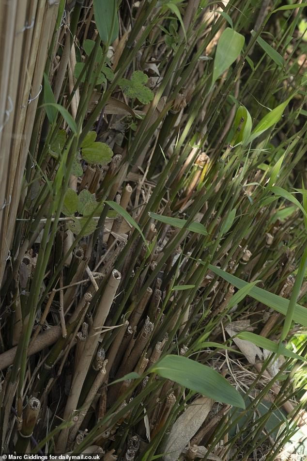 Alice fears the destructive plant is affecting the foundations of her home and could render it uninhabitable (pictured, bamboo stalks burst into Alice's garden)
