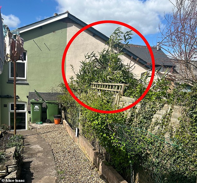 Alice Isaac bought her 'forever home' a year ago but her long-cherished property dream has turned into a nightmare because of the bamboo (ringed) coming from the garden next door