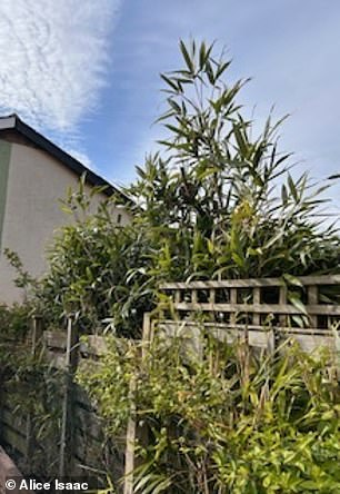 The bamboo (pictured) is growing high above the fence in the garden of Alice's neighbour