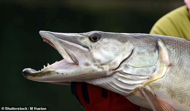 Muskies are a stealthy ambush predator hunting near submerged weeds and logs and can live as long as 30 years in their natural environment.