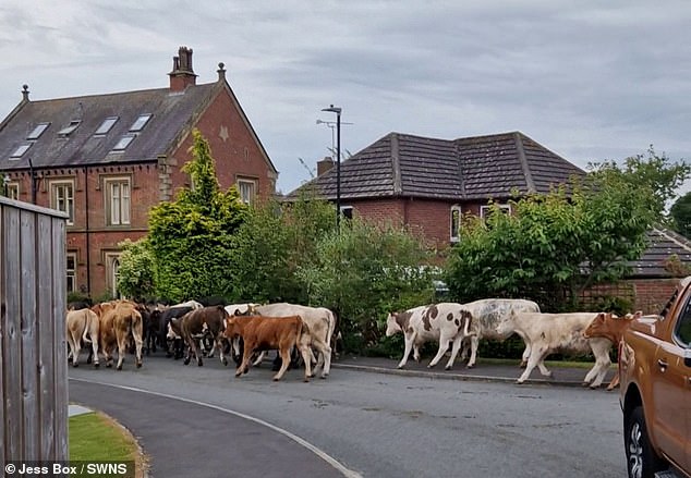 Jess Box, 36, said the cows made a mess and ran through her neighbours' gardens before heading towards town