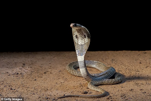 Pictured: Indian Cobra, one of the most venomous snakes in India