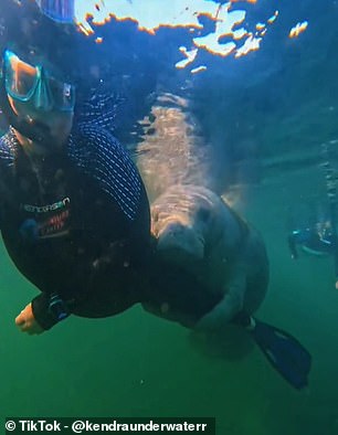 Kendra spends most of her days working at the Plantation Adventure Centre in Crystal River, Florida, as a manatee tour guide