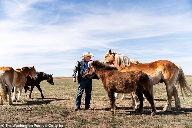 These silos - 450 total and made in deals between the Air Force and rural residents over half a century ago - are preparing for a $141 billion overhaul to replace the Minuteman III with new missiles. Above, Ross's father Ed Butcher tends to horses miles from the silo on his ranch