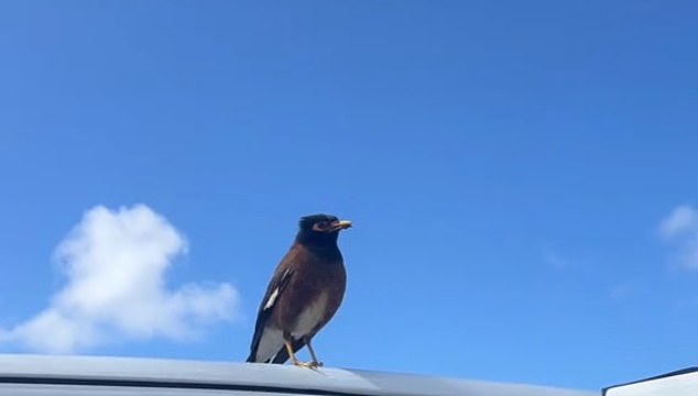 A bird was seen speaking in a robotic voice in a TikTok video that has amassed more than 12million views