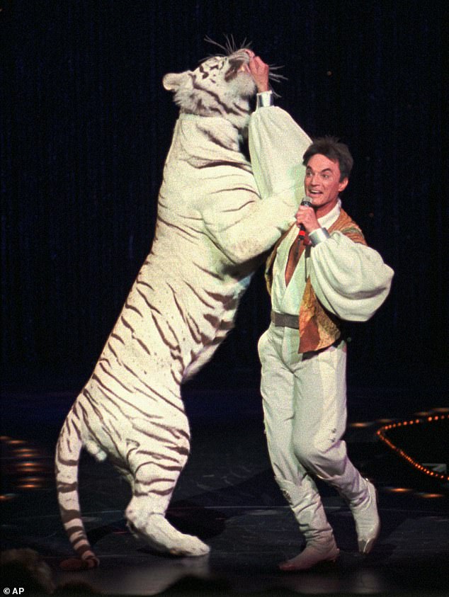 Roy Horn of Siegfried and Roy, died after testing positive for COVID-19. He is pictured above performing with a white tiger during the duo's 15,000th live show in 1996