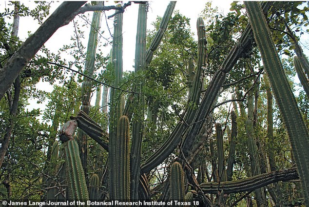 Above, an image of the towering Key Largo tree cactus during healthier and happier times