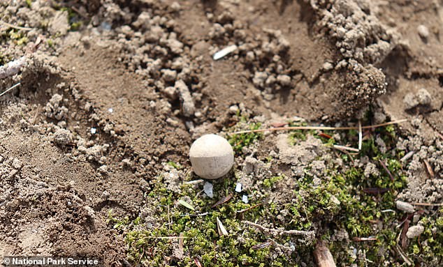 The objects are musket balls which were fired by colonial militia members against the British during the North Bridge fight in Concord on April 19, 1775