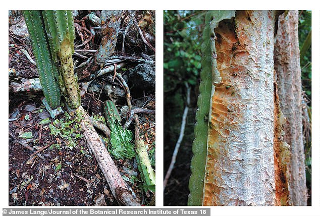 Fresh damage from thirsty animals fragmented cacti (left) and despite teeth marks visible on these now extinct Key Largo cactus trees, the exact animal species that hastened the plant's extinction managed to elude five whole months of wildlife camera traps in 2016