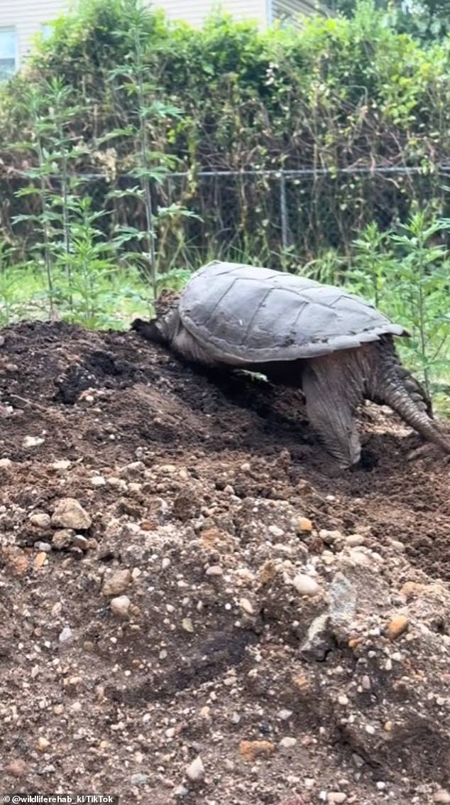 A couple contacted wildlife rescuer Karenlynn Stracher after they discovered a mother snapping turtle was in the backyard of their new home