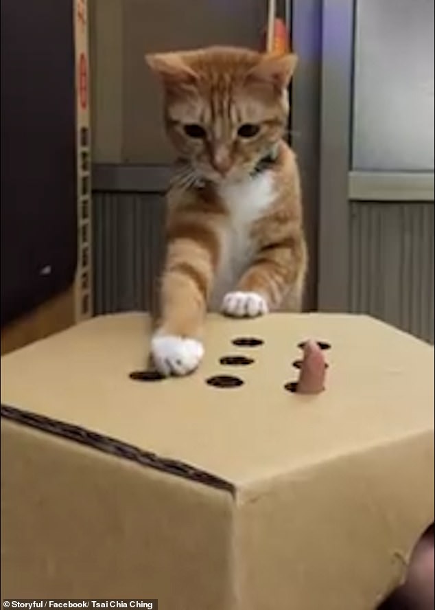 A ginger tabby pictured looking confused as they attempted to whack down their owners fingers. There is little evidence to definitively say if ginger cats are genetically more likely to wilder but anecdotal proof suggests they are