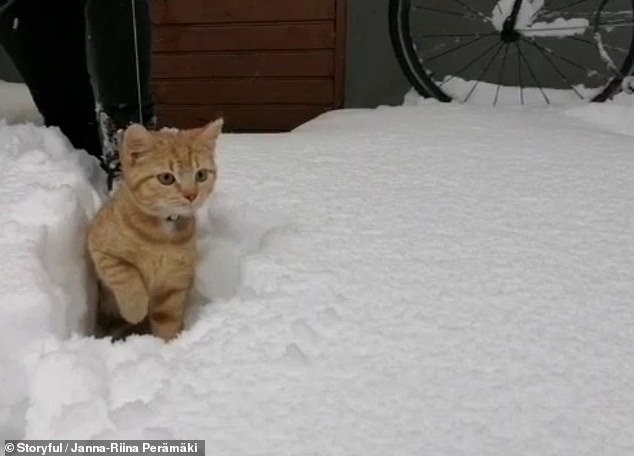 One ginger cat pictured braving the icy cold snow, despite being notorious for their dislike of water. Male ginger tom cats tend to be much wider and taller than other colours of cat