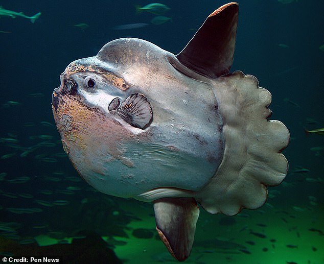 The ocean sunfish, or Mola mola, is giant and flat with a tiny mouth and large eyes. The creature can weigh up to 5,000 pounds and measure up 10 feet long, making it the world's heaviest bony fish