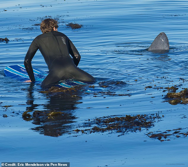 Surfers in California thought they were inches from death when a 'shark' poked out of the ocean off the coast of California