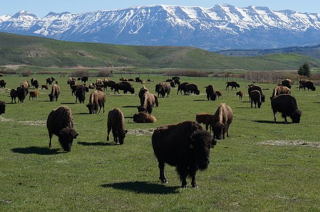 His decision followed a fierce backlash against the resort, with locals arguing the resort would 'erode' their culture, destroy wildlife and drive up the cost of living. Pictured above: Ricketts' pre-existing Jackson Fork Ranch in Bondurant