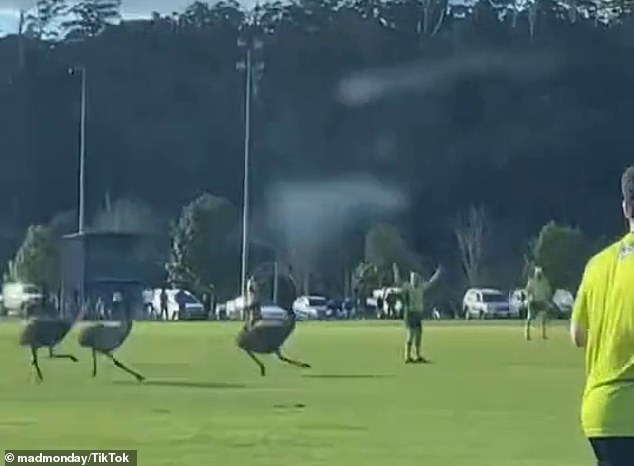 A mob of Australia's largest native bird interrupted a local footy match