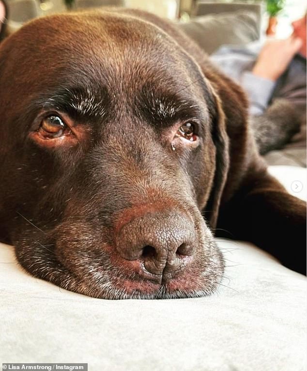 The former couple never had children but adopted chocolate Labrador Hurley (pictured) in 2013 - and they now have an ongoing battle for custody of the pet