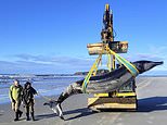 In this photo provided by the Department of Conservation rangers Jim Fyfe and Tmai Cassidy walk alongside what is believed to be a rare spade-toothed whale, on July 5, 2024, after its was found washed ashore on a beach near Otago, New Zealand. (Department of Conservation via AP)