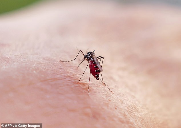 When it comes to bare skin sans repellent, mosquitos reportedly can pick up a human's scent at up to 164 feet away (stock image)