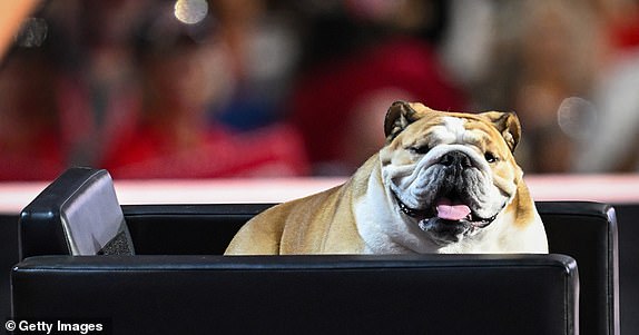 MILWAUKEE, WISCONSIN - JULY 16: Babydog, dog of West Virginia Gov. Jim Justice, appears on stage on the second day of the Republican National Convention at the Fiserv Forum on July 16, 2024 in Milwaukee, Wisconsin. Delegates, politicians, and the Republican faithful are in Milwaukee for the annual convention, concluding with former President Donald Trump accepting his party's presidential nomination. The RNC takes place from July 15-18. (Photo by Leon Neal/Getty Images)