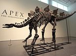 Apex the Stegosaurus (Pamela Smith/AP)