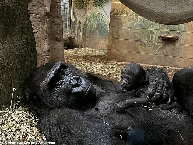 All gorillas at the Columbus Zoo are Western Lowland, and they are usually peaceful and shy unless feeling threatened