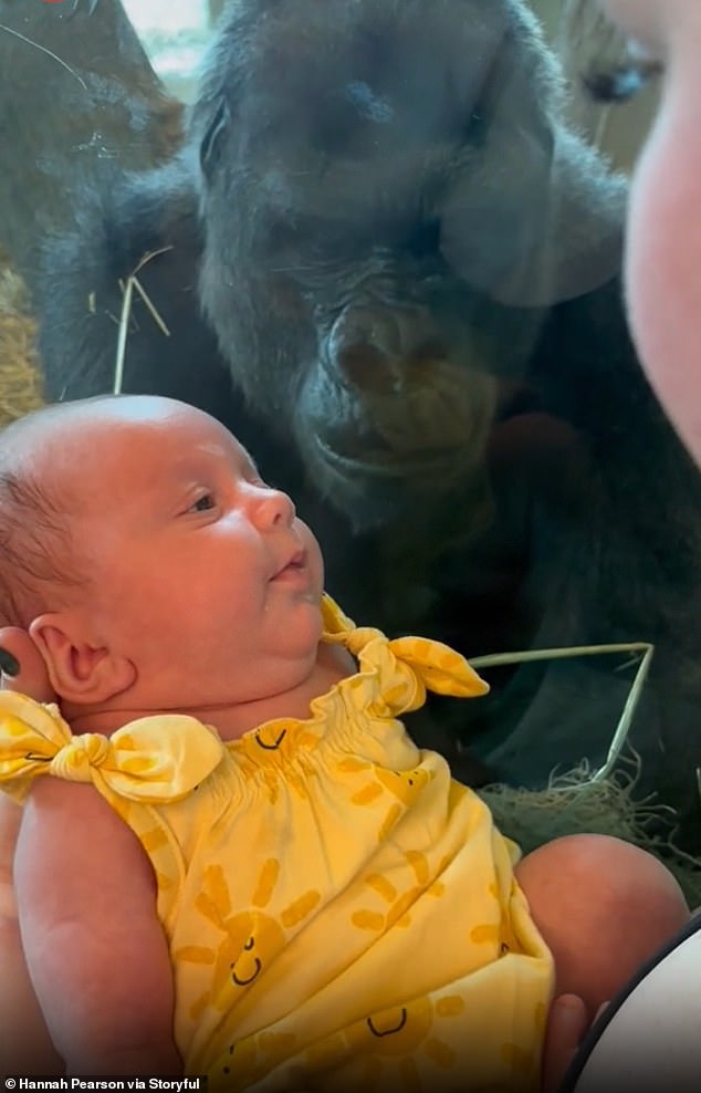 TikTok user Hannah Pearson captured a video of a gorilla trying to kiss her daughter while they were visiting the Columbus Zoo earlier this year