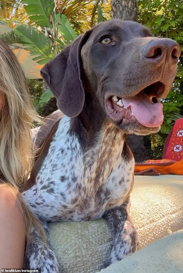 The German model soaked up the sun while playing with her adorable German Shorthaired Pointer pups