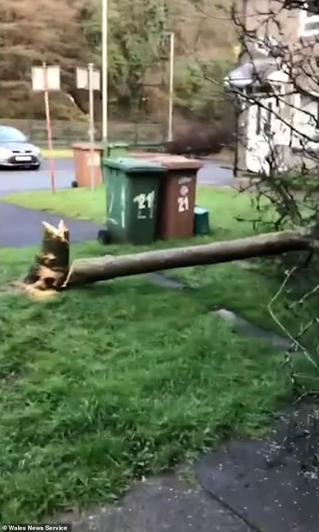 A neighbour, who did not want to give her name, said that the small community had been shocked by the continued attacks on wildlife and plants in Simon's front garden