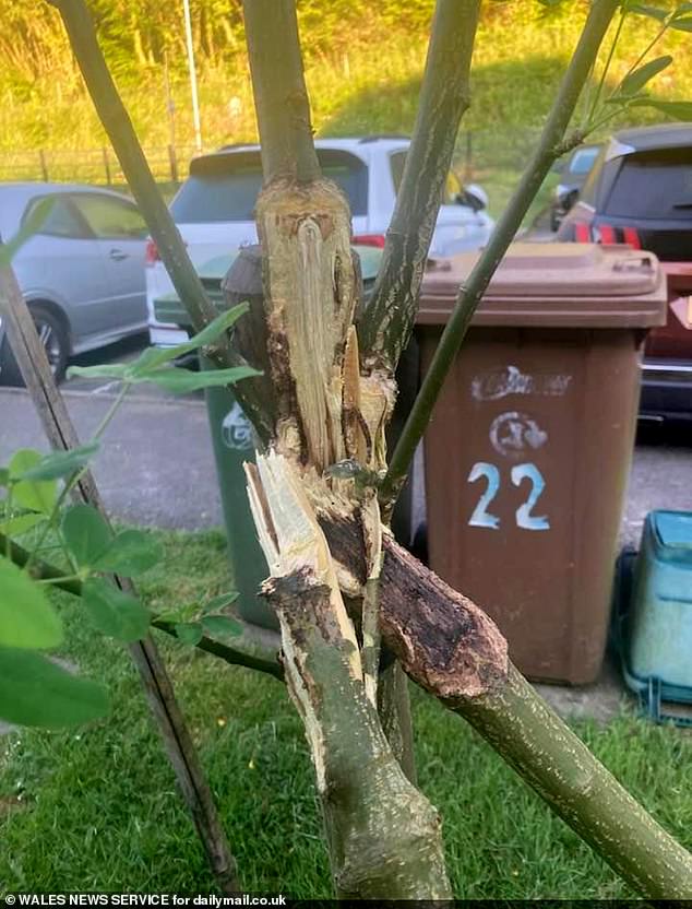 Simon put a feeder in the new sapling tree but within months this too was ripped down.