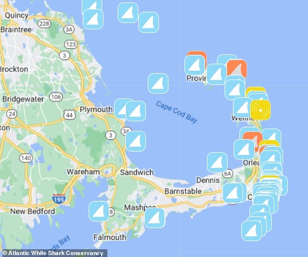 In the last 30 days, nearly 50 confirmed sharks have been spotted along the coast of Cape Cod