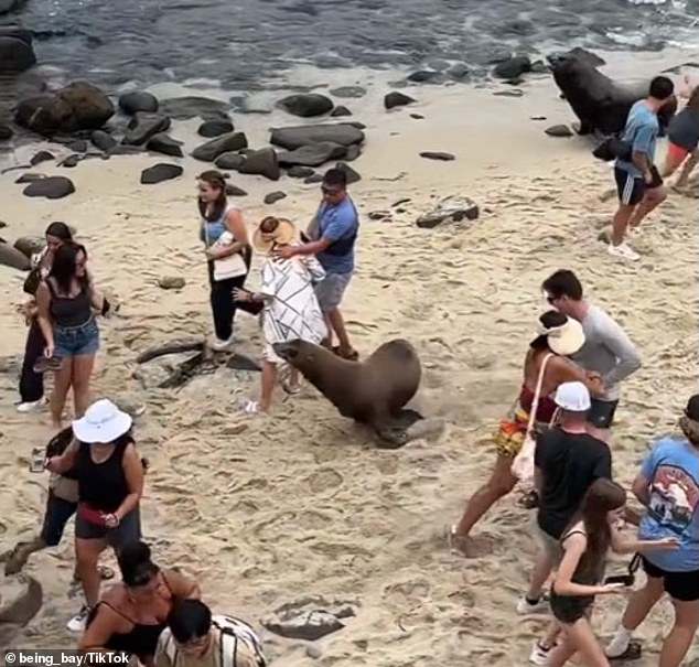 The two sea lions were captured on video running through beachgoers at La Jolla Cove over the weekend. Experts said they were chasing each other over territory, not going after humans