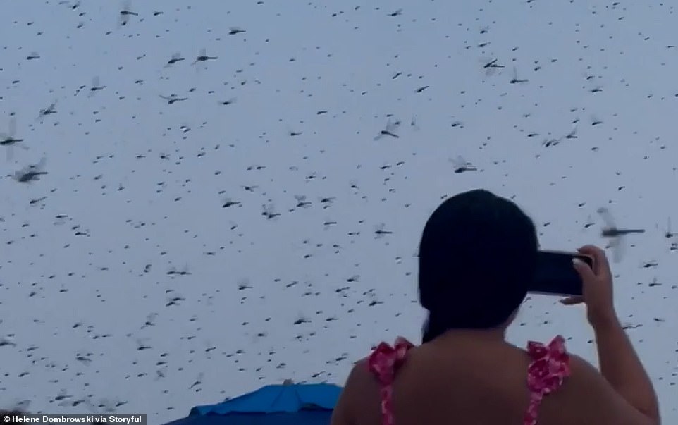 A massive swarm of dragonflies descended on a Rhode Island beach forcing terrified beachgoers to take cover as their day in the sun became something reminiscent of biblical plague. Beachgoers were heard screaming as a cloud of insects swarmed Misquamicut State Beach in Westerly on Saturday afternoon.