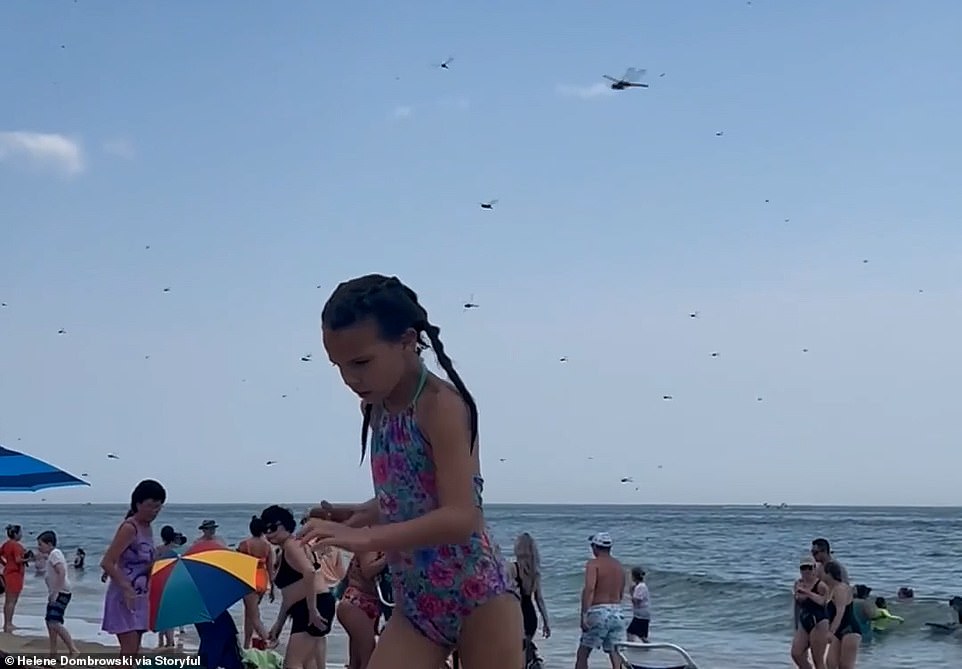 Video shows how a swarm of dragonflies buzzed across the beach and past the dozens of scared visitors, whipping over towels, through umbrellas and past beachgoers' bodies. Children were heard screaming as they swatted away at the bugs with shovels and sand toes. Some sunbathers packed up their things and left, while others hunkered down and took shelter in their car.