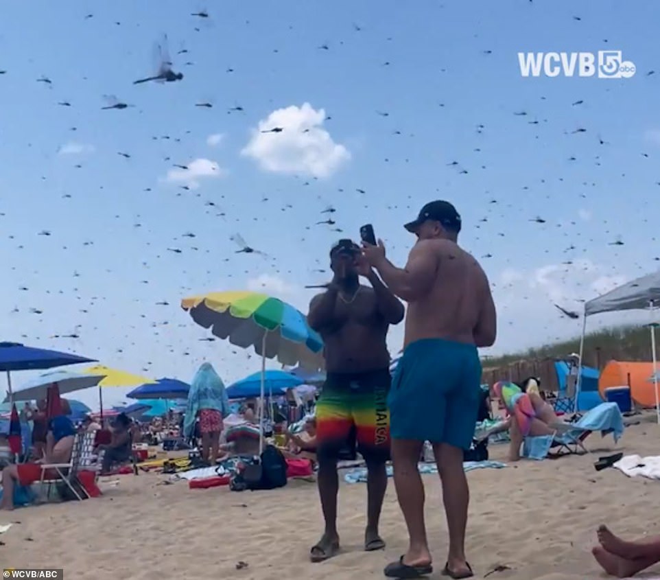 Dombrowski, who claims the massive swarm only lasted about five minutes, added: 'I thought it was beautiful. I was very lucky to experience it. I've never seen anything like that. Maybe a few dozen at a time of dragonflies, but never in that amount.'