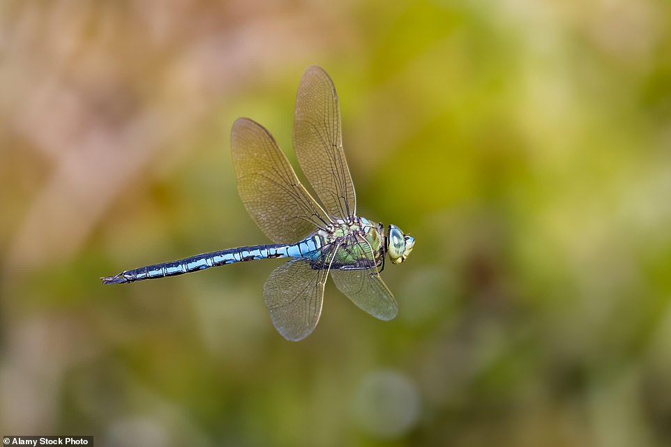 Dragonflies feed on mosquitos and various flies, but can also prey on small mammals like hummingbirds. Although a massive swarm can appear scary, experts say dragonflies pose no threat to humans.