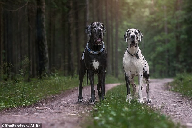 According to an official press release, authorities spent the entire day capturing the dogs and were able to turn 23 of them over to Animal Control