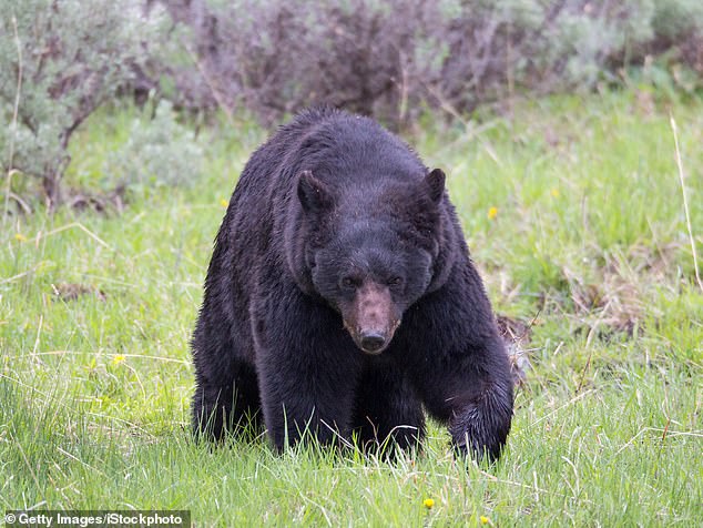 Game warden Randy Hutzenbiler said that 'there were attractants in the area', which included food and unsecured garbage