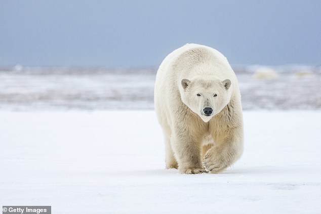 The incident is the second fatal polar bear attack in the last year