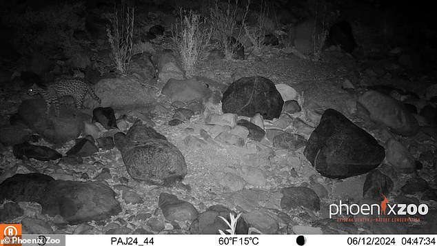 The elusive ocelot has been caught on camera in southern Arizona, marking the first confirmed sighting of the species in the region in 50 years