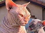 Rise of the XL Bully CAT: Warning over hairless felines with 'exaggerated' features that are being bred in the UK despite serious health issues