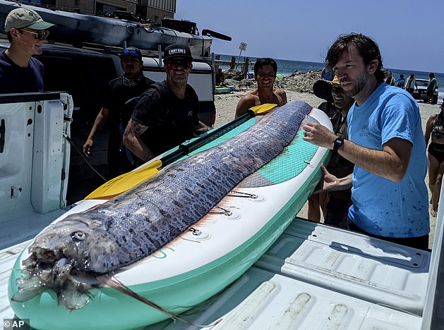 A group of snorkelers and kayakers in La Jolla Cove found a 12-foot-long oarfish over the weekend