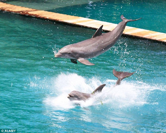 Dolphin shows may well provide entertainment for all the family, but they are still on the cruelty list