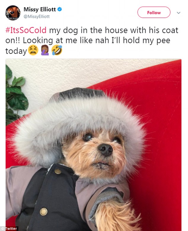 Celeb: Missy Elliott's Yorkshire Terrier, Hoodie, has won online fame thanks to his fabulous designer outfits, which the rapper showcases on her Twitter account