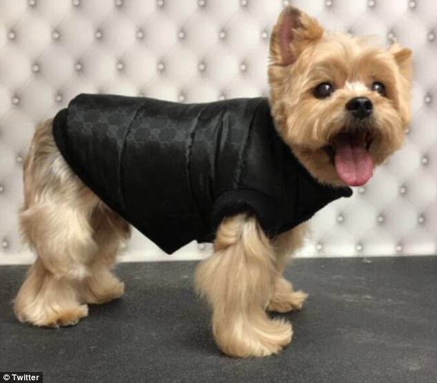 Dog: Hoodie even received a black Gucci vest from his 'auntie', singer Ciara, 32, and Missy thanked the singer on Twitter while sharing a picture of her pup modeling the design