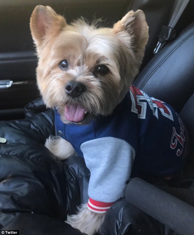 Sporty: Missy shared this photo of Hoodie in a varsity jacket with patches saying, 'He hates dressing up but on his sport day he be chilling'