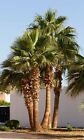 25 nasion Washington Palme Washingtonia Robusta Palmy Nasiona 